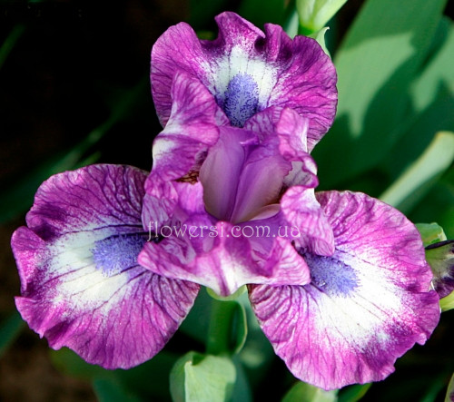 Iris  Лаки(Lucky,) Black'2016, ML, 36