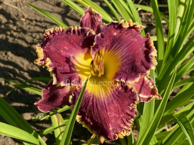 Лілейник сіянець Ш-10 