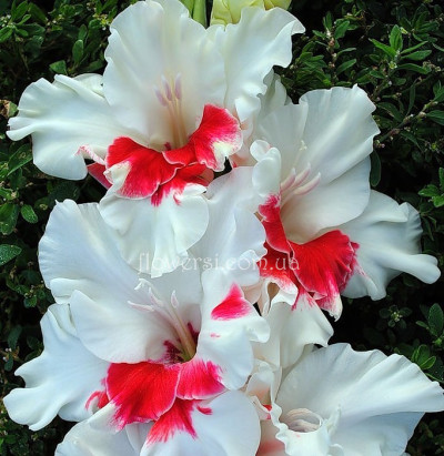  Гладiолус Весточка  