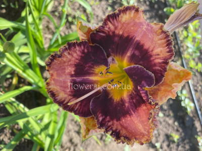 Сеянець №52