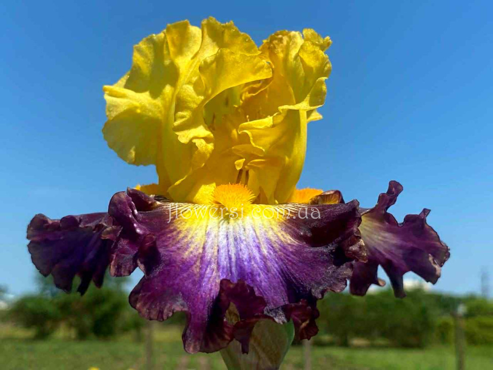 Iрис So Excited(так схвильований)