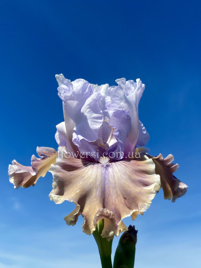 Ірис № 40 (Сіянець Г.Витiвськой)