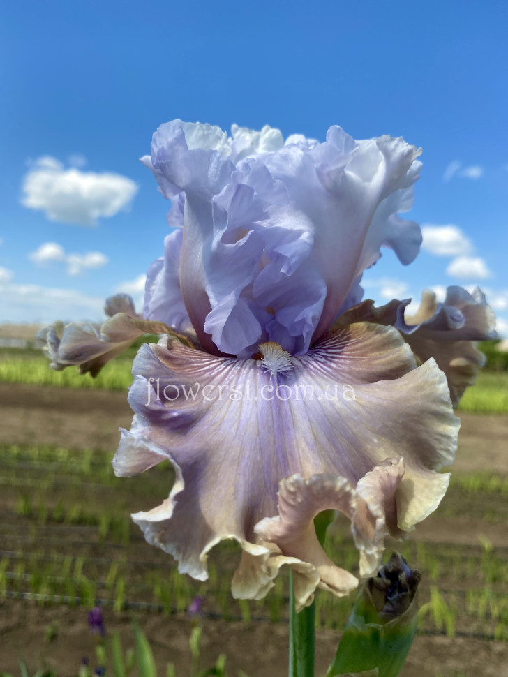 Ірис № 40 (Сіянець Г.Витiвськой)