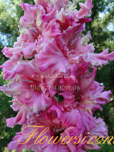  Гладiолус Подводний мір 