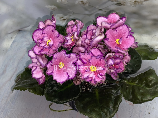 Фиалка АВ-Антидепрессант