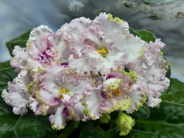  Фіалка АВ-Загадочный Лес