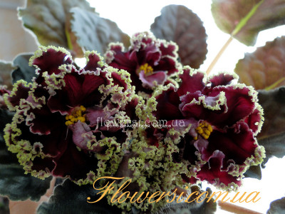 Фиалка Стассия  (К.Морев) спорт