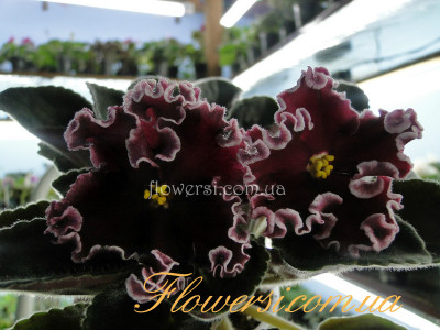 Фиалка ЛЕ-Антарес 