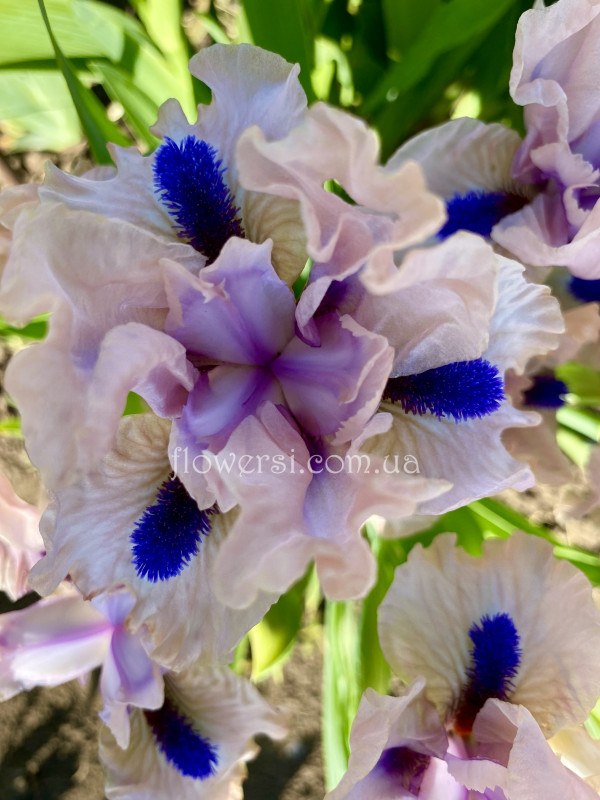 Ирис О, Вау (OH WOW)        