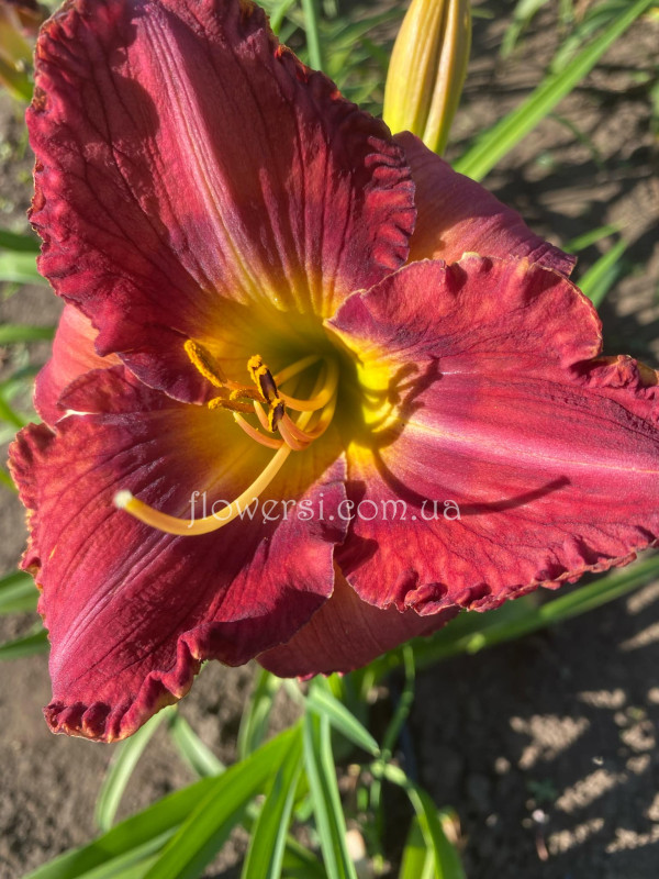 Сеянець №53