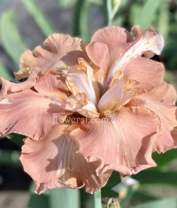 Ирис UNTAMED GLORY (Амтеймд Глорі)