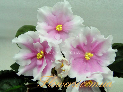 Фиалка ПТ-Флорентина