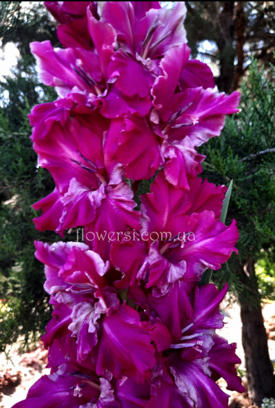  Гладіолус Ліловий вечір