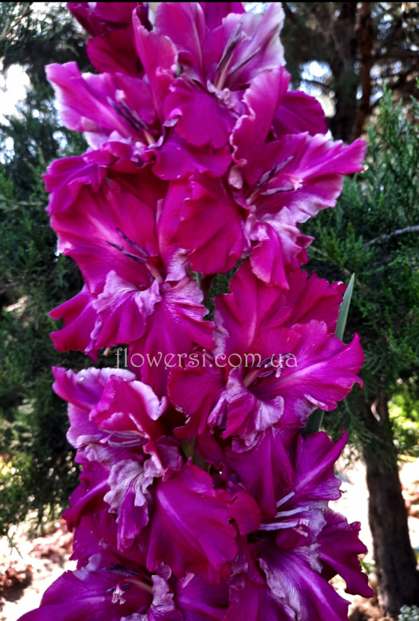  Гладіолус Ліловий вечір