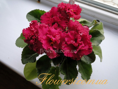 Фиалка АВ-Курага