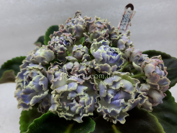 Фиалка  РС-Озерная Фея