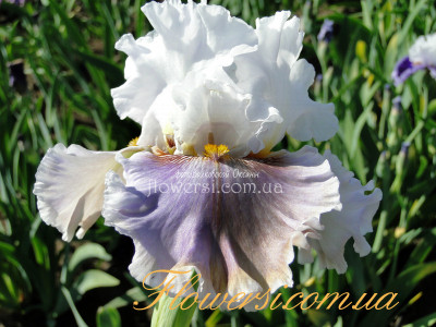 Ирис Хелло Бьютифул (Hello Beautlful)