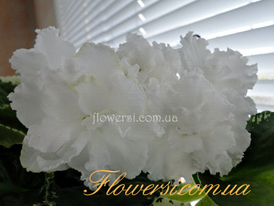 Фиалка ЛЕ-Крылья Ангела