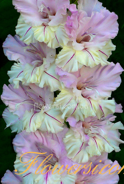 Гладiолус Зазеркалье 