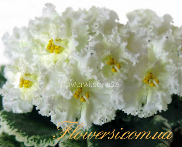 Фиалка ЛЕ-Лимонное Суфле