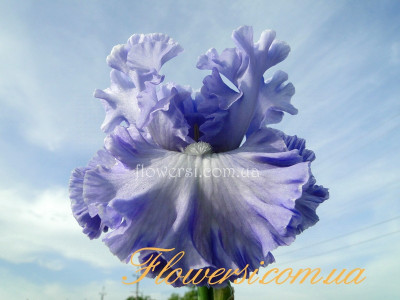 Ирис Дабл Бабл (Double Bubble) 