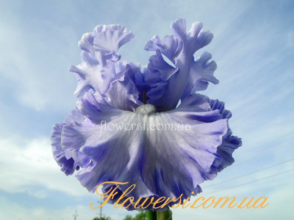 Ирис Дабл Бабл (Double Bubble) 