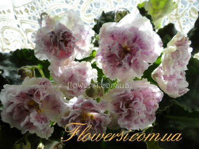 Фиалка ЛЕ-Айседора