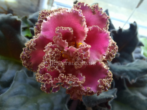 Фиалка ЛЕ-Надежда 