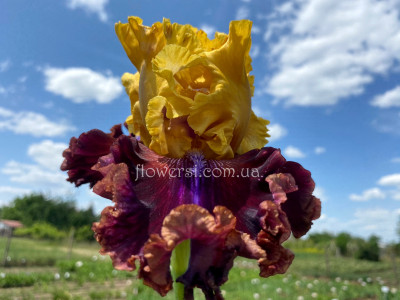 Ірис Імперіал гуард ( Imperial guard)