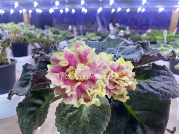 Фіалка ЕК-Расплавленное Золото Люкс