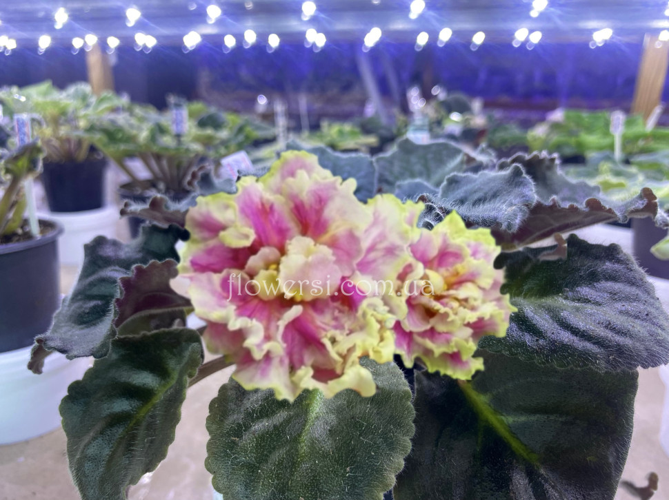 Фіалка ЕК-Расплавленное Золото Люкс