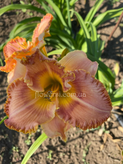 Сеянець №42