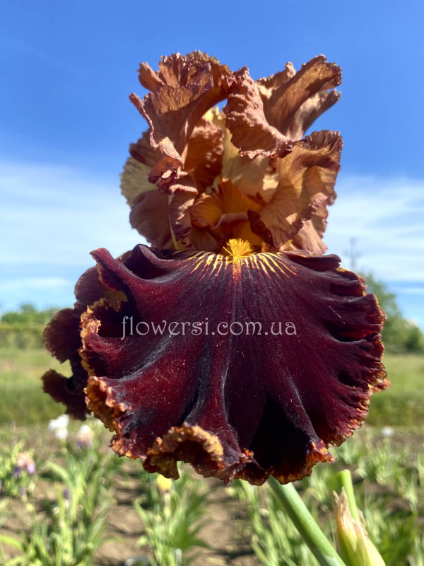 Ірис № 38 (Сіянець Г.Витiвськой)