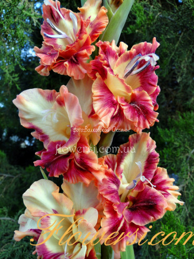  Гладiолус Дроп Дэд Джоржеос (Drop Dead Gorgeous) 