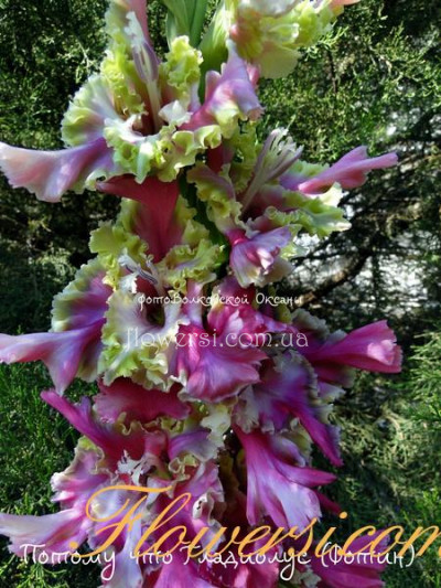 Гладiолус Потому что гладіолус