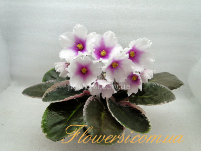 Фиалка ЛЕ-Татьяна 