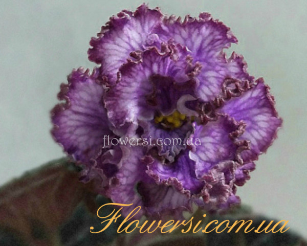 Фиалка  ПТ-Шах-Шахрияр 