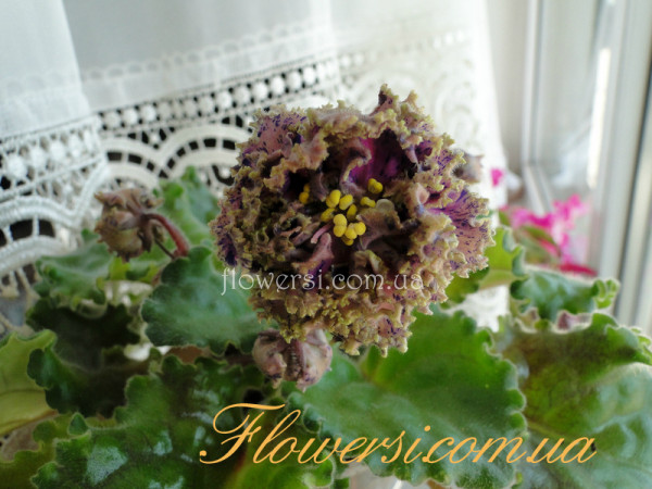   Фіалка Ален-Гора Самоцветов (А. Вольская)