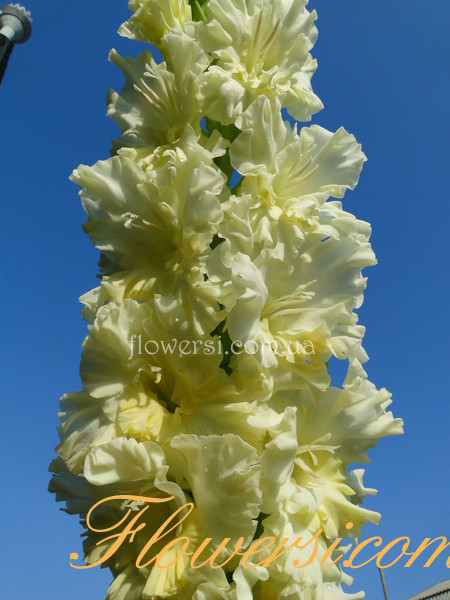 Гладiолус Лунная Рапсодія