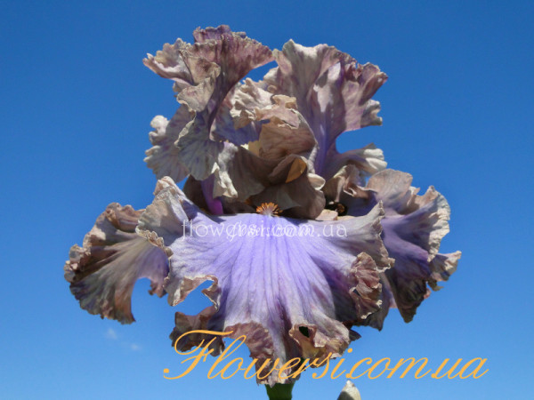 Ирис Стоп Флетинг (Stop Flirting ) 