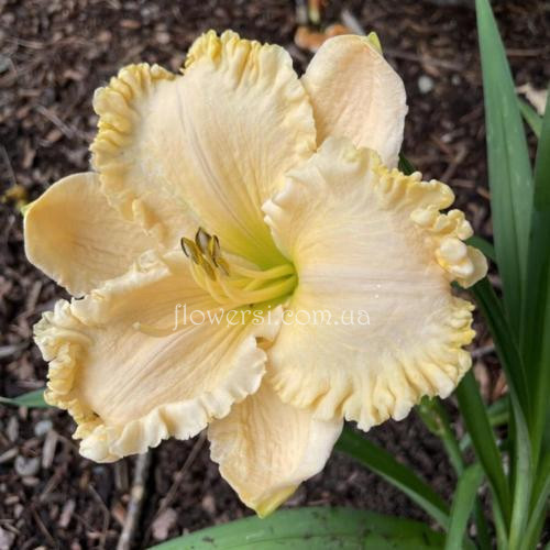  Лилейник  Инчантид Форест