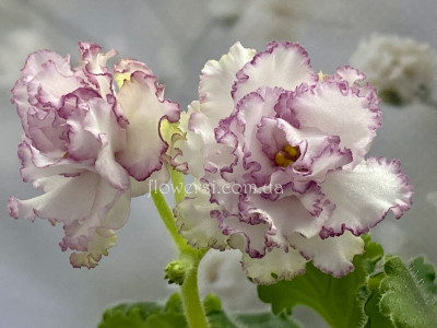 Фіалка АВ-Наташа Ростова 