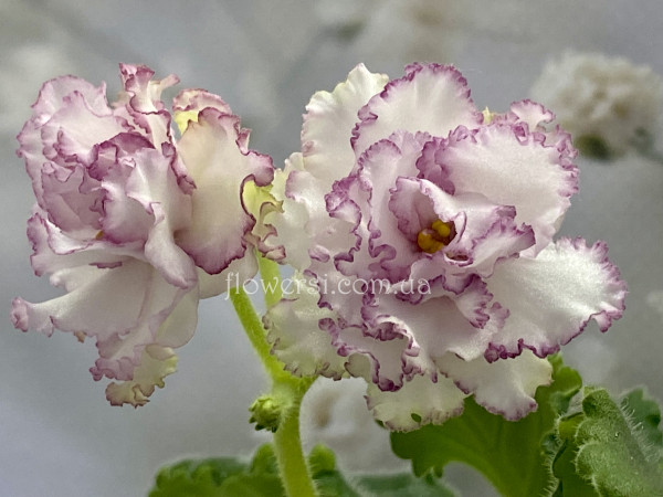 Фіалка АВ-Наташа Ростова 