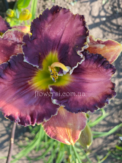 Сеянець № 45