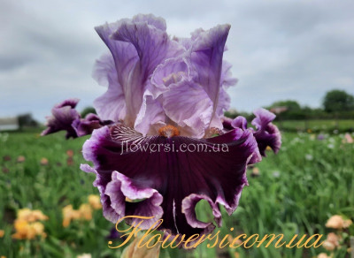 Ірис № 37 (Сіянець Г.Витiвськой)