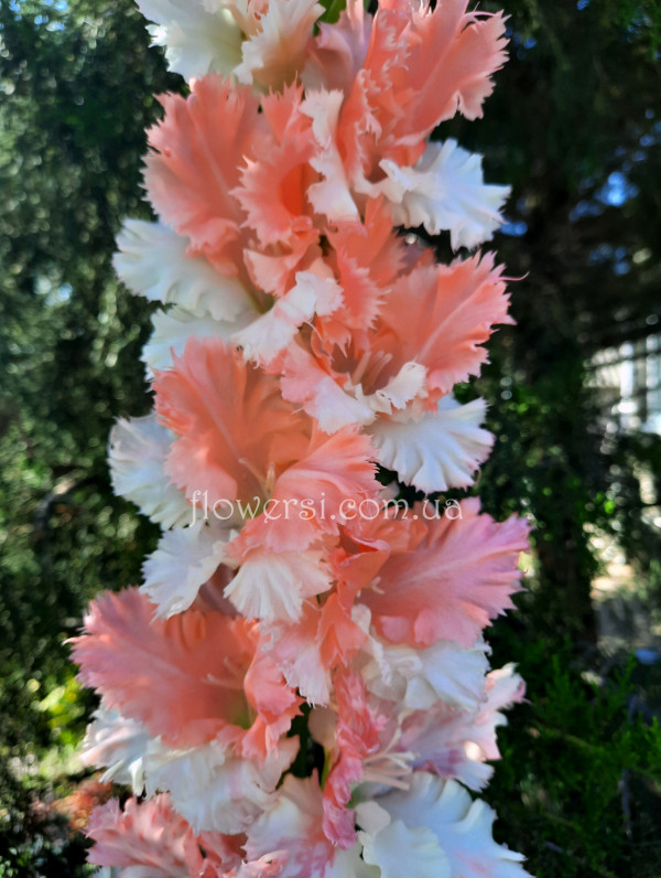  Гладiолус Свiтска дама  