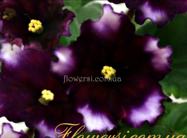 Фиалка РС-Чудо