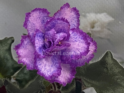 Фиалка ЛЕ-Лора 