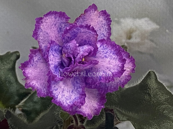 Фиалка ЛЕ-Лора 