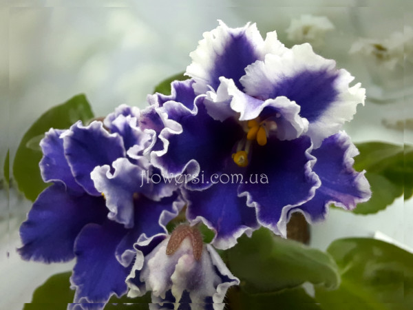 Фиалка ВаТ-Аленушка (Т.Валькова) 